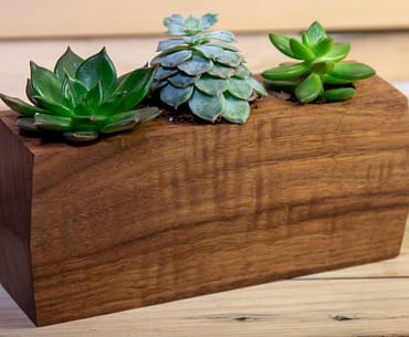 Planter made from a block of walnut for succulent pants