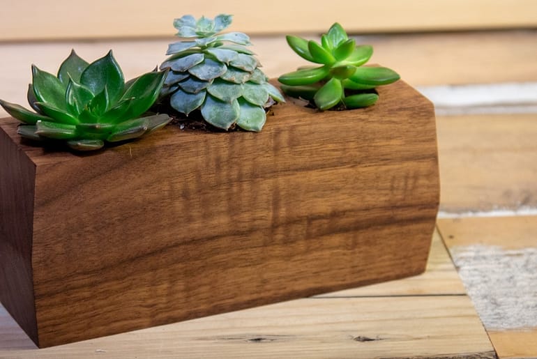Planter made from a block of walnut for succulent pants